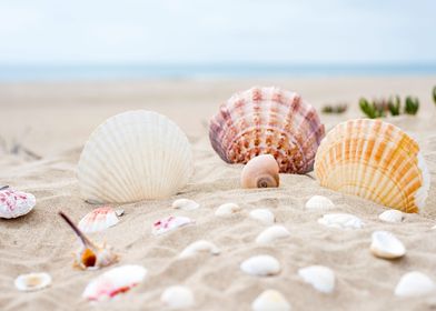 Seashells in the Sand