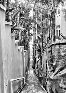Back Alley Palms
