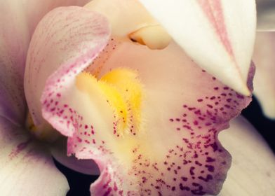 Closeup of Orchid Floral 