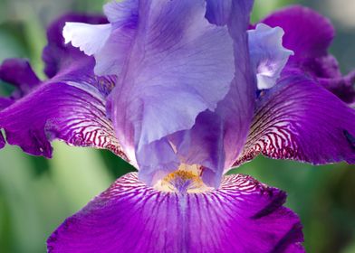 Glowing Japanese Iris 