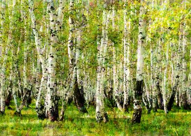 The birch