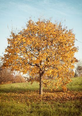 Yellow Tree