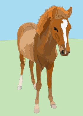 A young horse