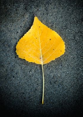 Yellow leaf 