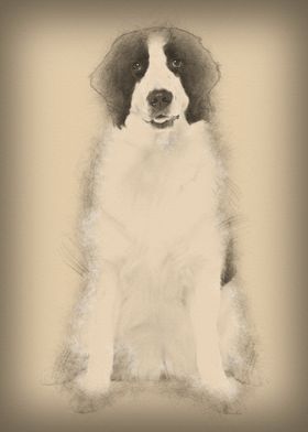 Black and white Landseer d