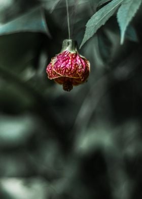 Pink flower