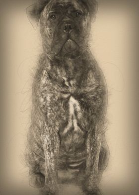 Bullmastiff dog 18 months 