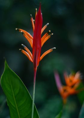 Orange Flowers