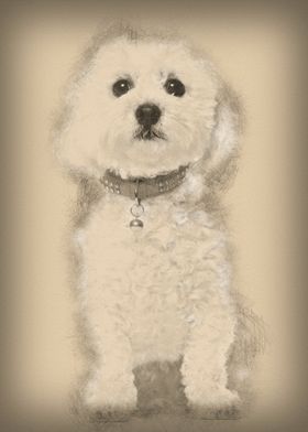 Bichon Fris 5 years old si