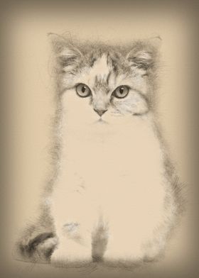 British Shorthair kitten 3