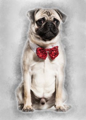 pug with bow