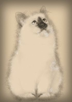 Birman kitten 4 months old