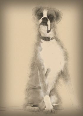 Boxer 12 months old sittin