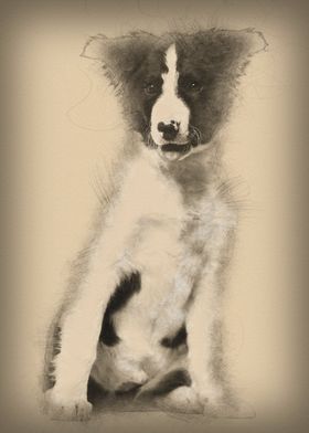 Border Collie dog 4 months