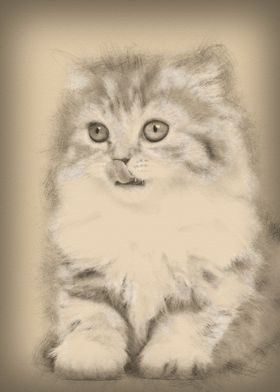 British Longhair kitten 2 