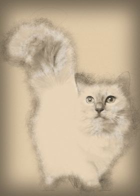 Birman cat 11 months old s