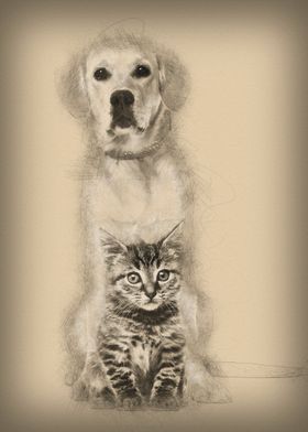 British Longhair kitten si