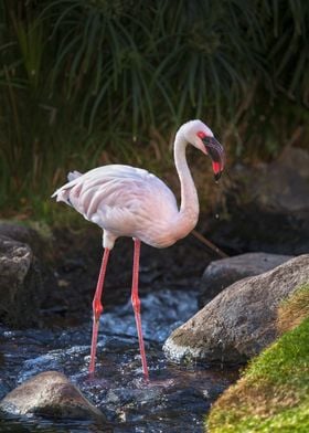 Red Eyed Flamingo