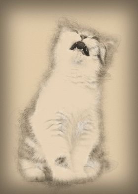 British Shorthair kitten 3
