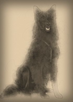 Belgian Shepherd dog sitti