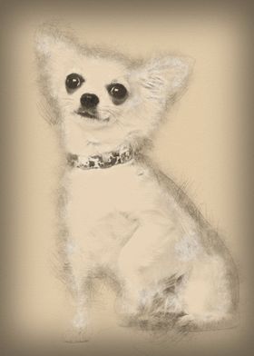 Chihuahua 3 years old sitt