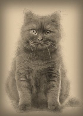 British Shorthair 20 month