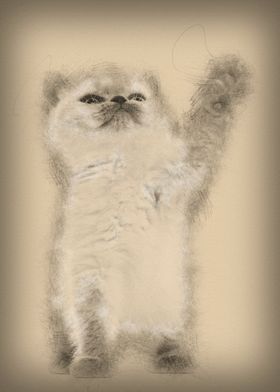 British Shorthair Kitten l