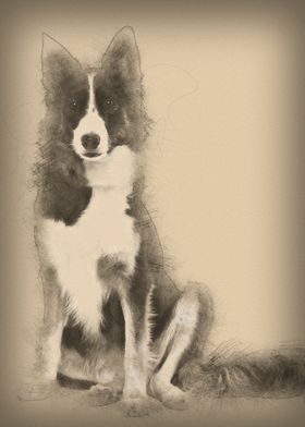 Border Collie 1 year old s