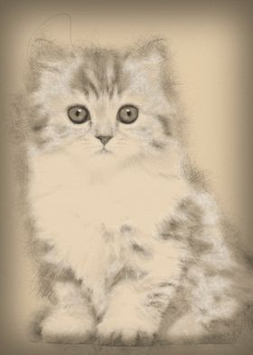 British Longhair kitten 2 
