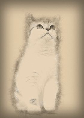 British Shorthair kitten 3