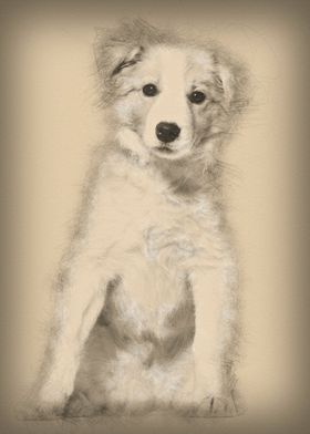 Border Collie puppy sittin