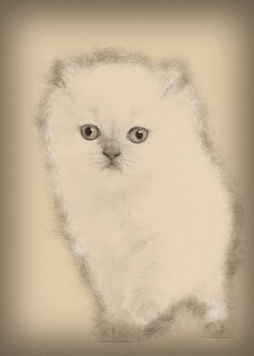 British Longhair Kitten 5 