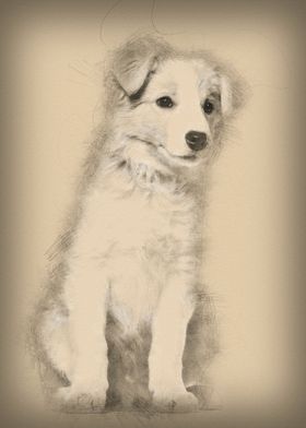 Border Collie puppy sittin