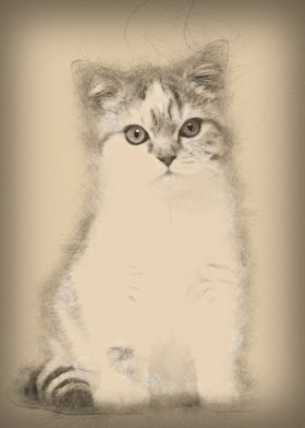 British Shorthair kitten 3