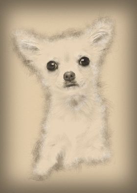 Chihuahua 4 months old loo