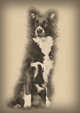 Border Collie dog 1 year o