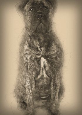 Bullmastiff dog 18 months 