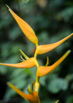 Heliconia Yellow flower