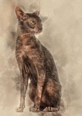 Lykoi cat also called the 