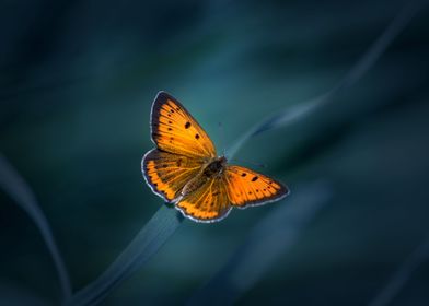 Orange butterfly