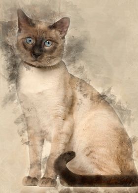 Siamese cat 8 months old s