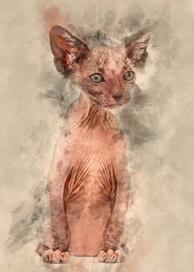 Kitten Lykoi cat 7 weeks o