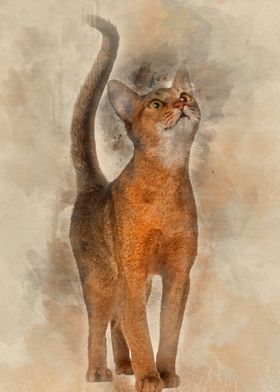Abyssinian cat 11 months o