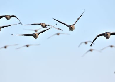 Flock of geese in flight