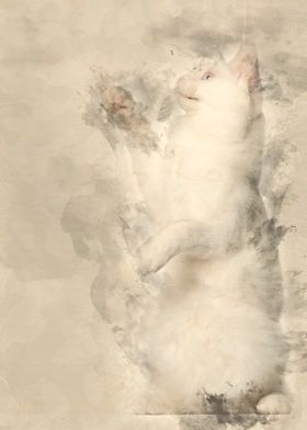 Maine Coon cat 5 months ol