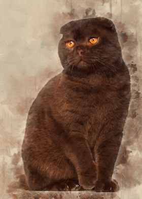 Scottish Fold cat 1 year o