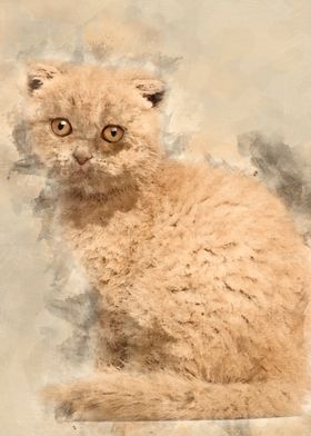 Portrait of Scottish Fold 