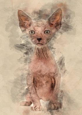 Kitten Lykoi cat 7 weeks o