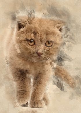 Portrait of Scottish Fold 