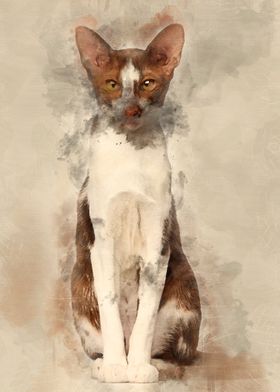 Oriental Shorthair sitting